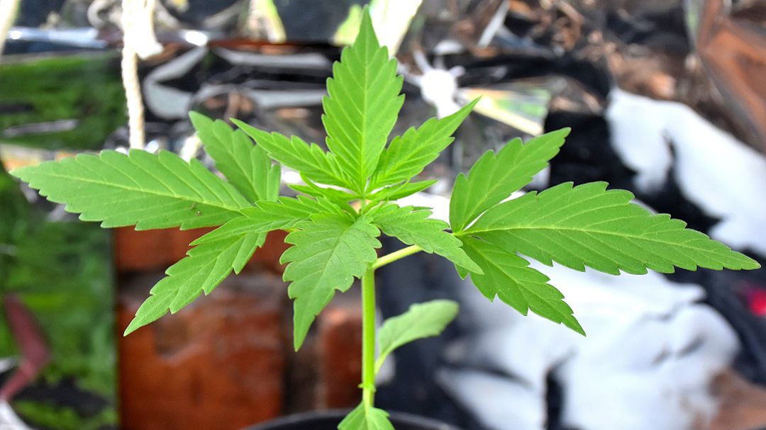 Ministro pide que se agilicen las licencias para la producción de cannabis