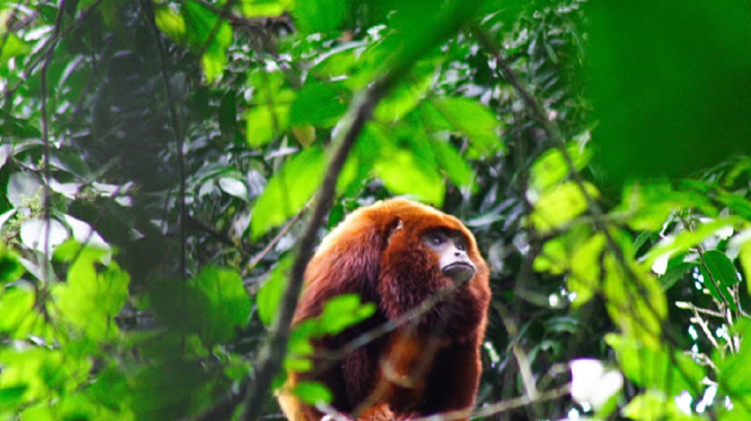 Ecoturismo en el Santuario de Fauna y Flora Otún Quimbaya