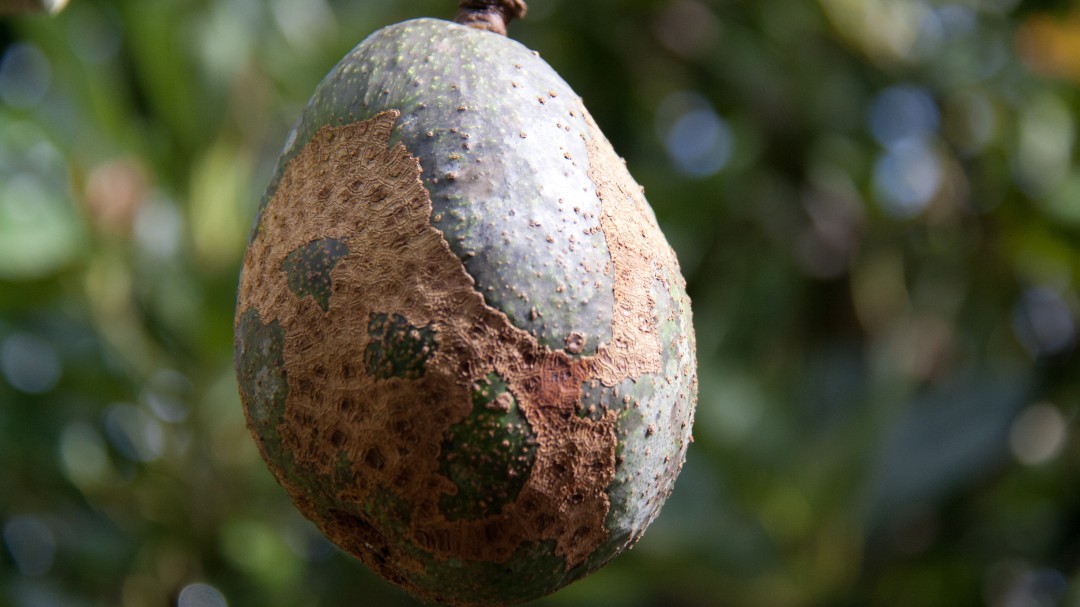 Alerta en Carmen de Chucurí por enfermedad que acaba los aguacates