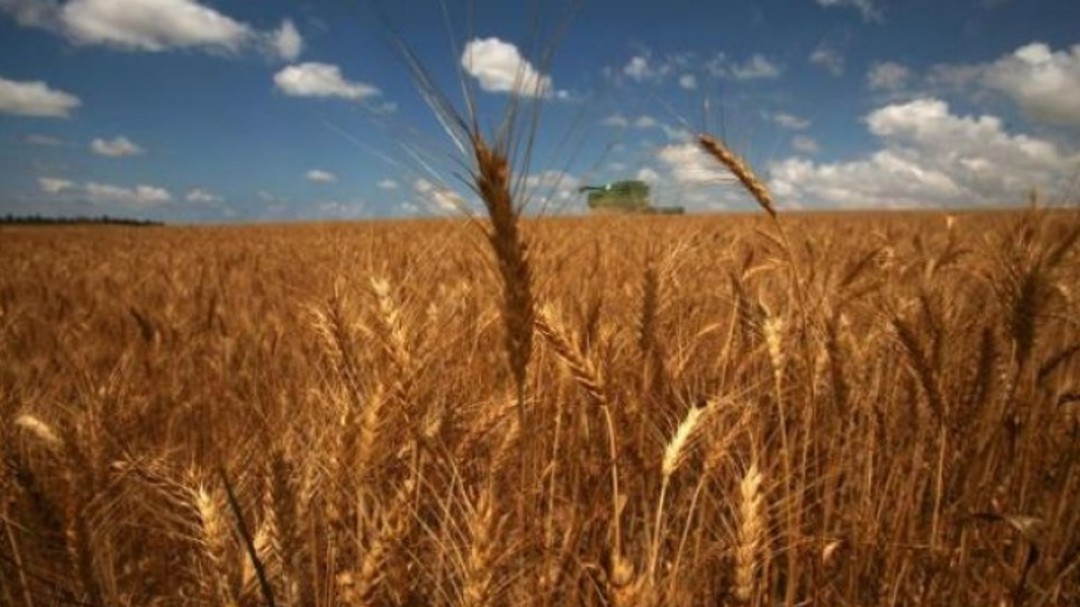 Productores de maíz se reunieron en Montería