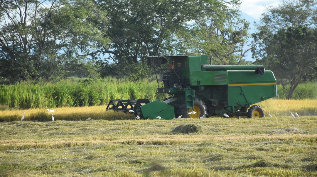 Fedearroz impulsa una producción más ambientalmente amigable