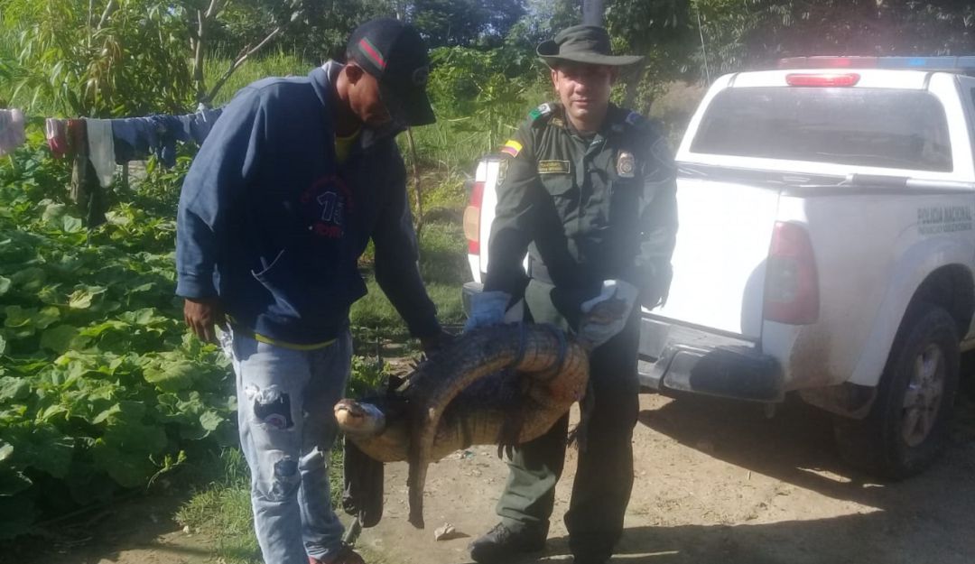Encuentran una babilla de dos metros en Magangué, Bolívar