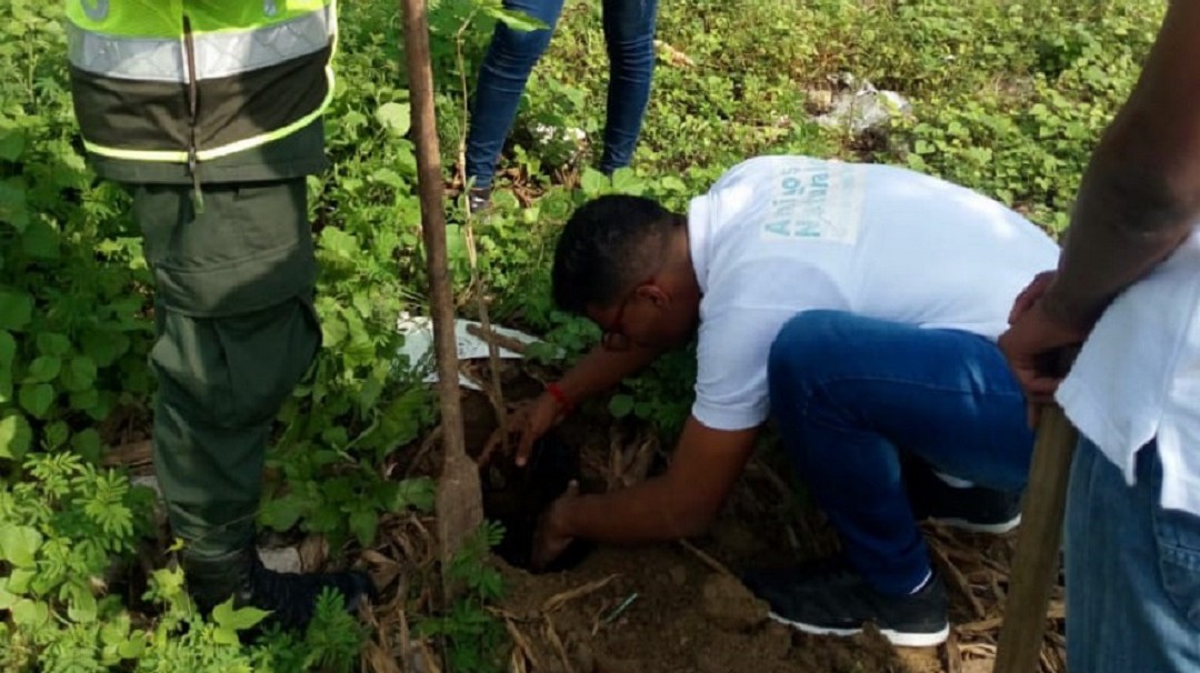 Policía ambiental realiza siembra de 500 árboles en Cartagena