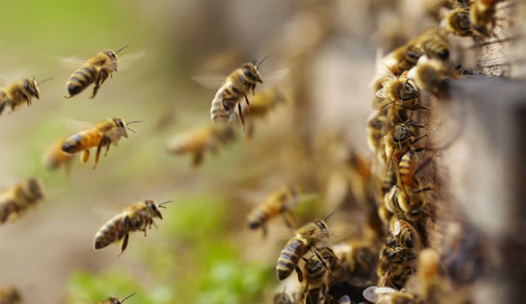 Ataque de abejas