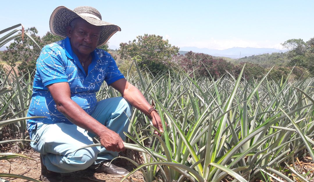 Campo colombiano semillas agricultura: Avanza proyecto que busca prohibir uso de semillas transgénicas en el país