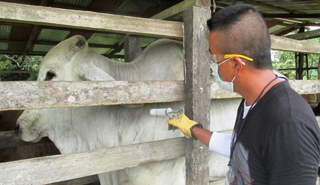 Bolívar ICA Mercado Campesino: En Bolívar, ICA acompañó primera Agroferia Comercial y VI Mercado Campesino