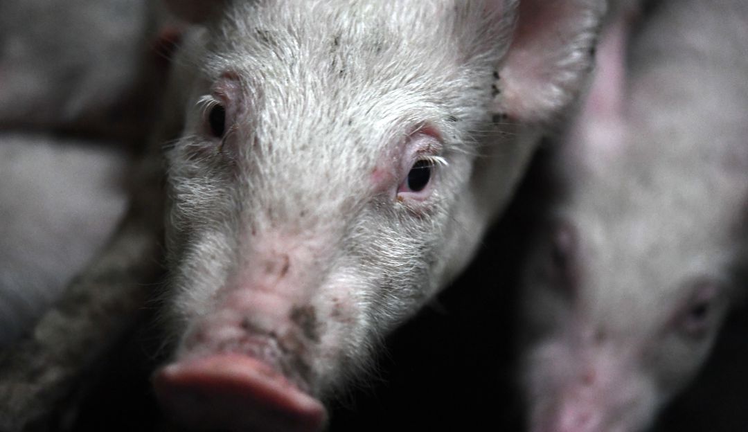 Reality animales Reino Unido: Reality de TV británica plantea si nos comeríamos a nuestra mascota