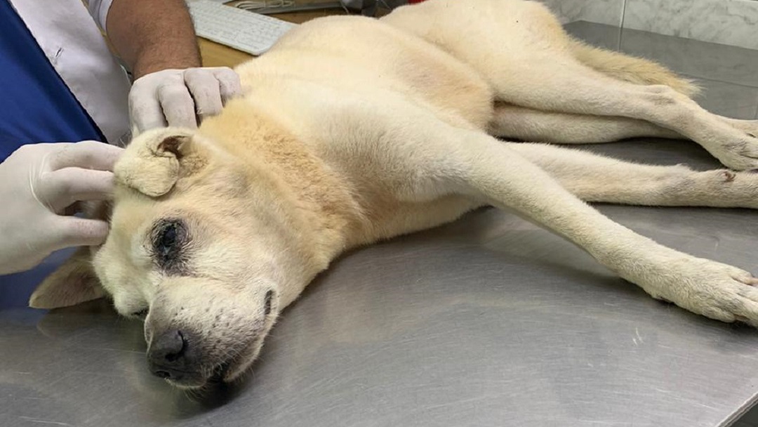 Denuncian que perro murió luego de ser víctima de maltrato en Barranquilla