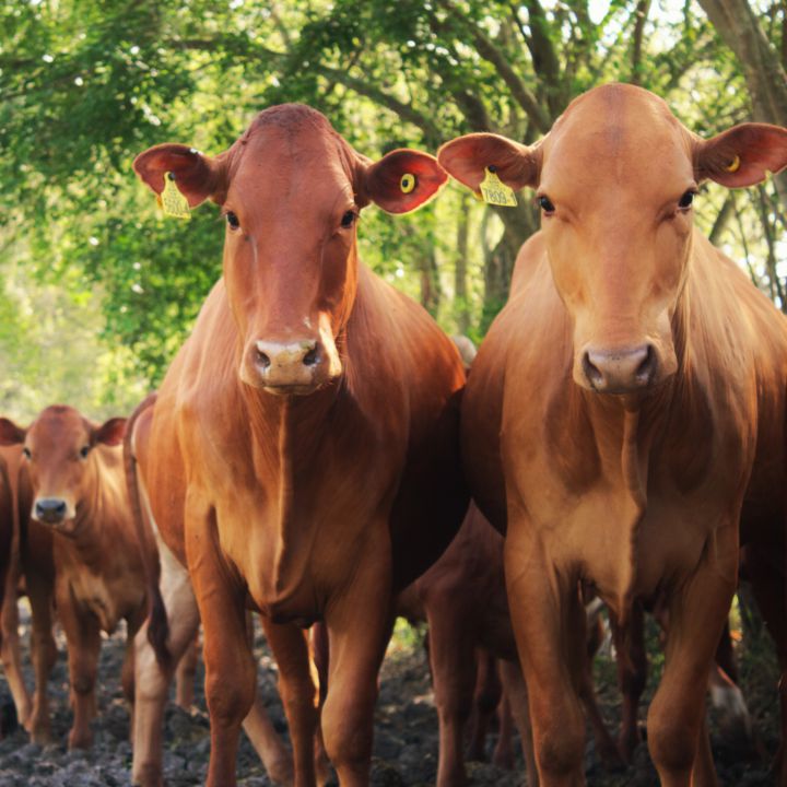 Las razas criollas colombianas al cuidado de Agrosavia