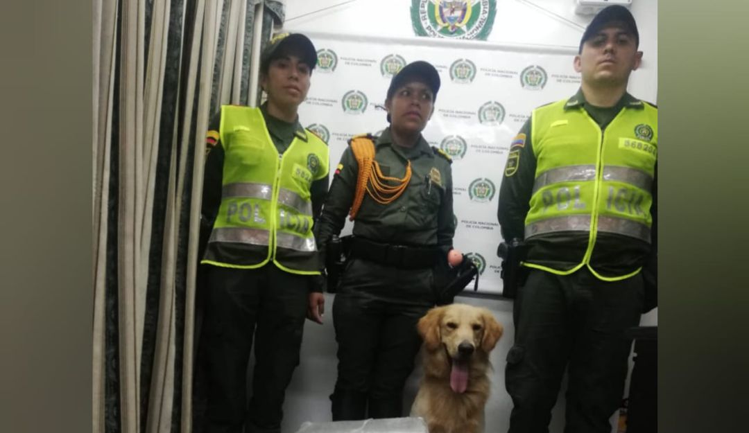 Incautación de marihuana: Hallaron cargamento de droga en la terminal de Ibagué