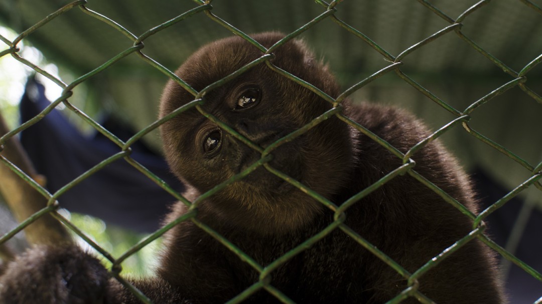 Monos churucos regresan a su entorno natural