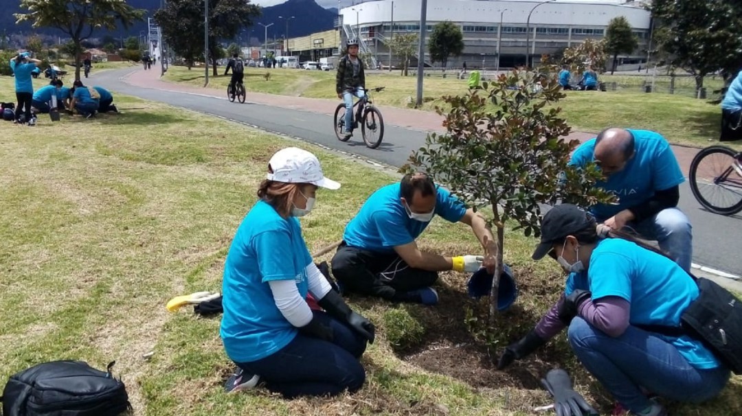 Cómo avanza la arborización del futuro en Bogotá