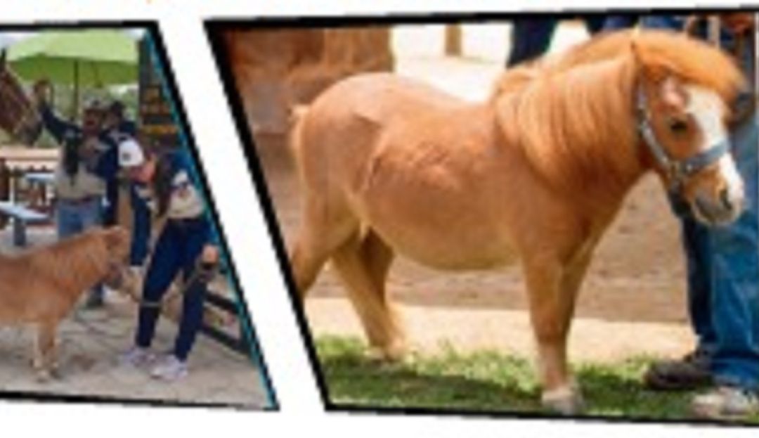 El pony más pequeño del país: En Pony Parque conocerás el pony más pequeño