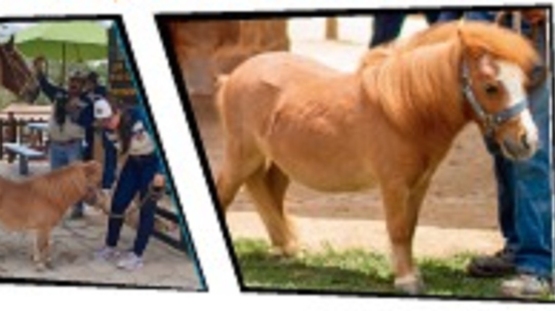 En el Pony Parque Mesa de los Santos podrás conocer el pony más pequeño