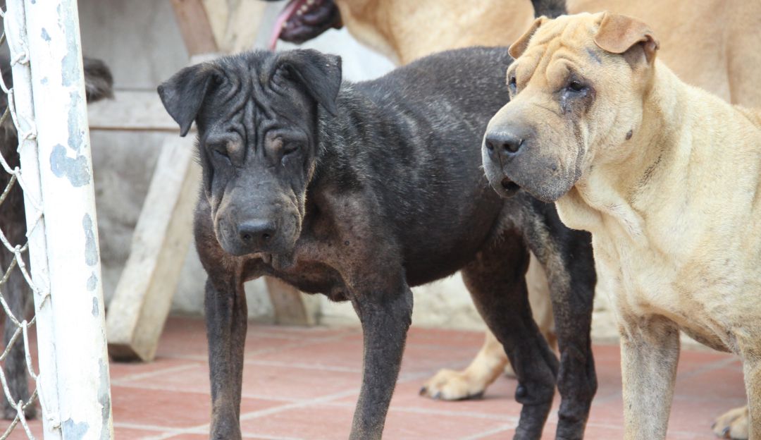 Adopción perros en Bogotá: Perritos 'impopulares' buscan familia en Bogotá