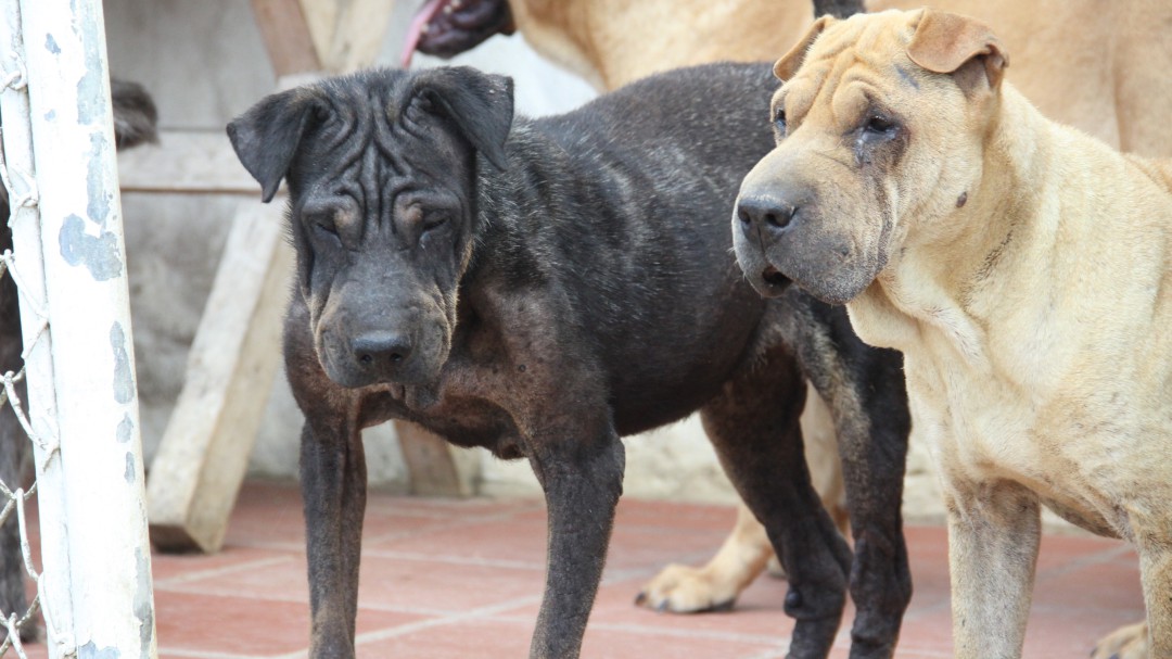 Perritos 'impopulares' buscan familia en Bogotá