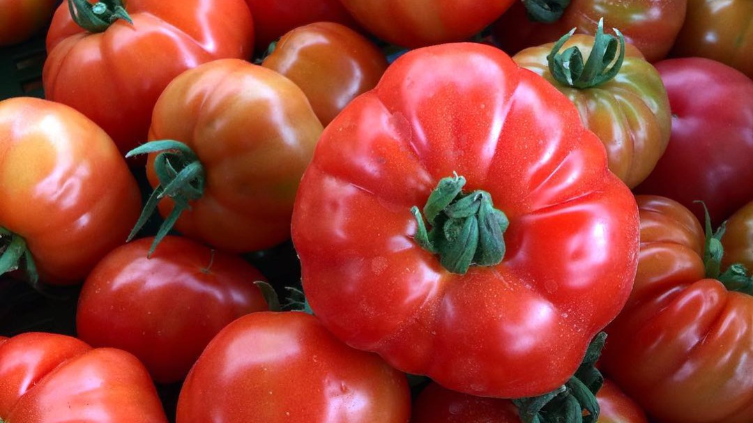 Tomates de invernadero, para una agricultura más limpia