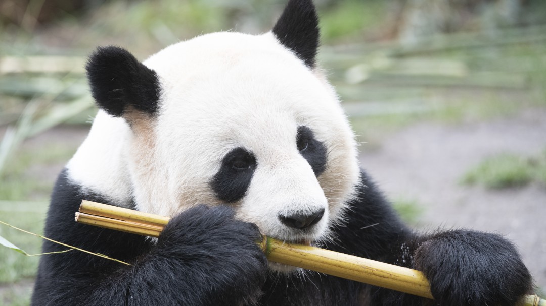 Nueva tendencia en China: Tiñen perros para que parezcan bebés pandas
