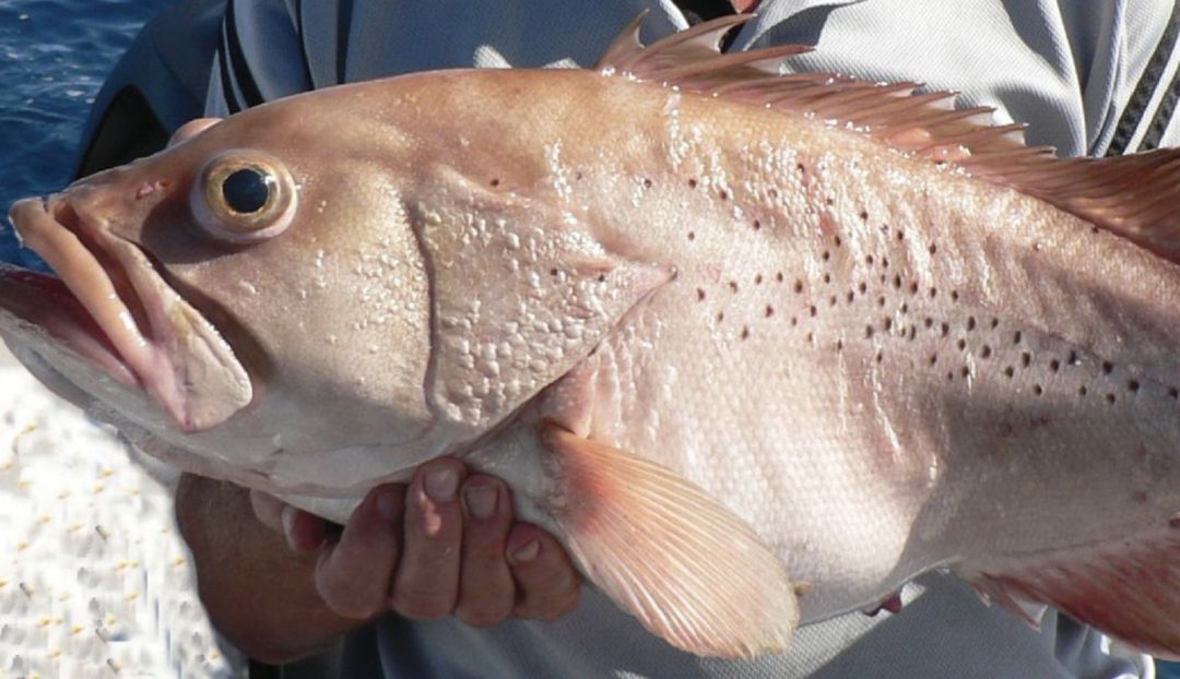 Australia alimentos Epinephelus fuscomarginatus: Australianos estarían comiendo este pescado desconocido para la ciencia