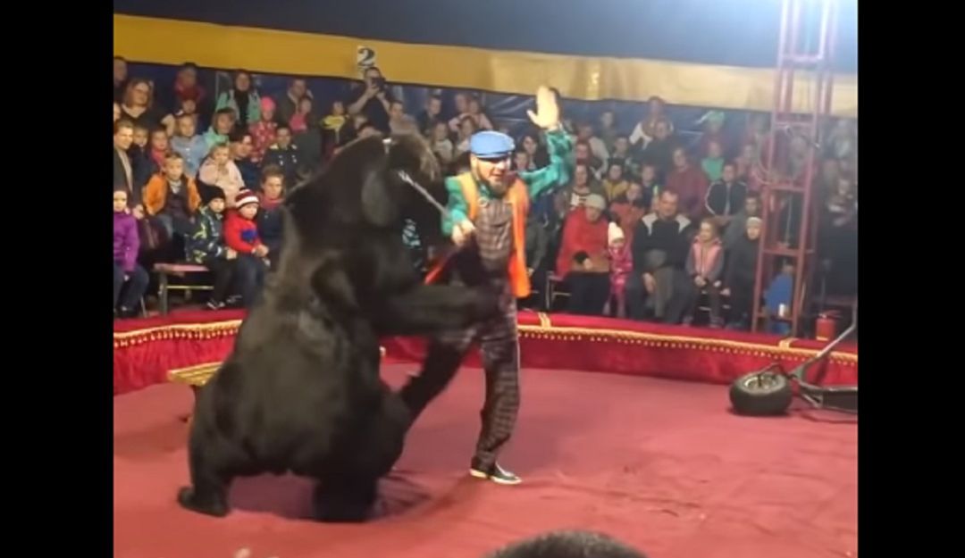 Oso atacó a su domador en plena función del circo: ¡Impactante! Oso atacó a su domador en plena función del circo