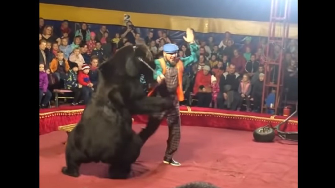 ¡Impactante! Oso atacó a su domador en plena función del circo