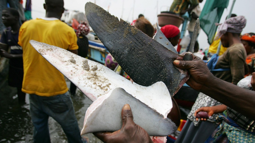 Polémica por decreto que aprueba la exportación y pesca de tiburón y aletas
