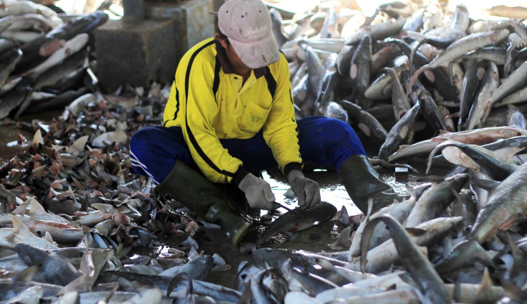 Resolución Caza de Tiburones Ministerio de Ambiente: Gobierno anuncia ajustes en las cuotas de pesca de tiburones
