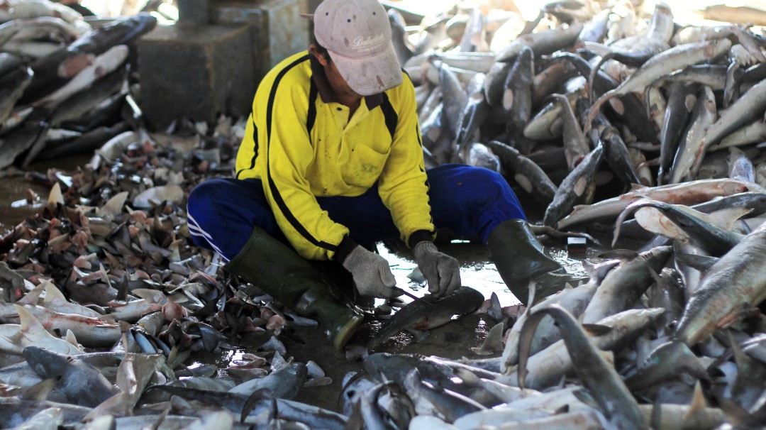 Gobierno anuncia ajustes en las cuotas de pesca de tiburones