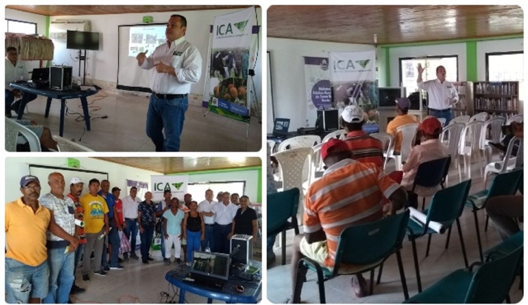 Protección producción plátano banano Bolívar: En Bolívar, ICA y productores se unen para proteger producción de plátano