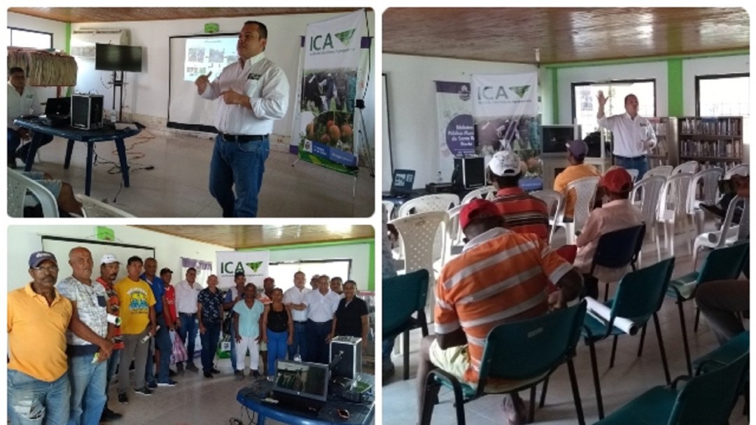 En Bolívar, ICA y productores se unen para proteger producción de plátano