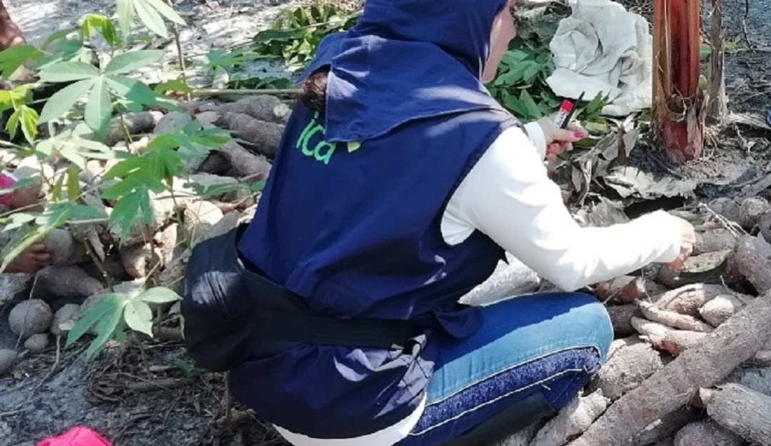 YucaAmazonas Leticia: En Amazonas producen yuca de alta calidad