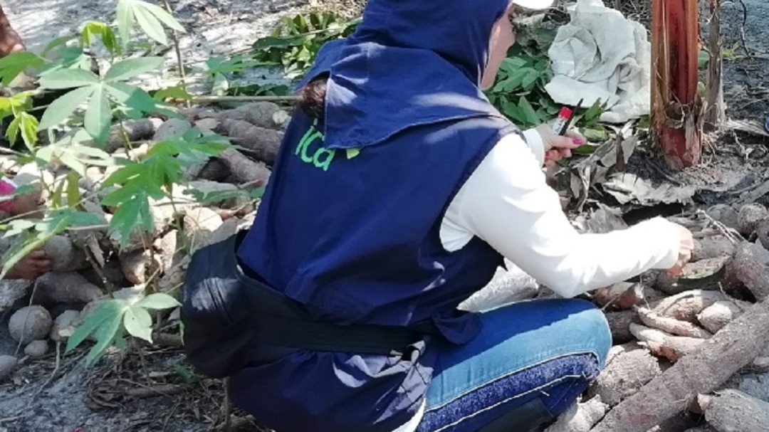 En Amazonas producen yuca de alta calidad