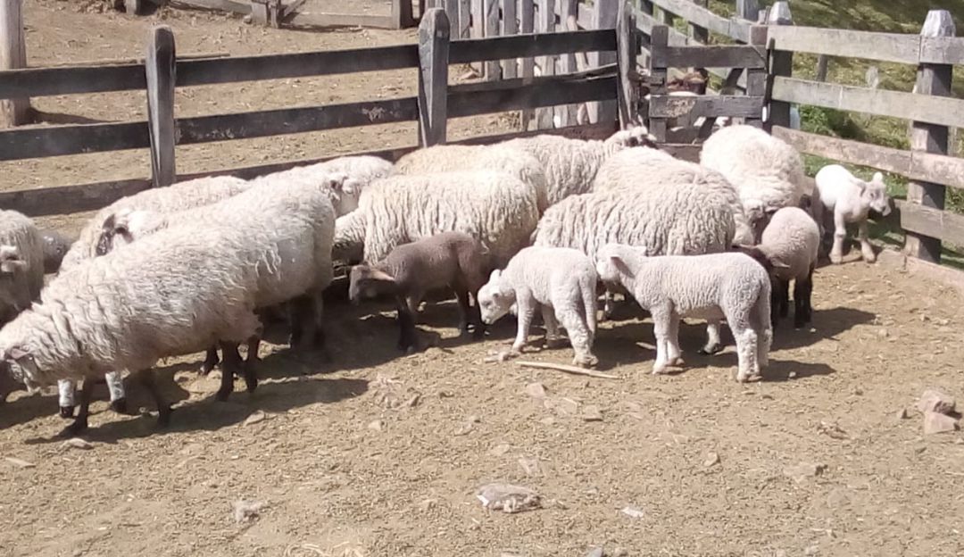 Ovejas: La ovinocultura, sello de identidad en Marulanda, Caldas