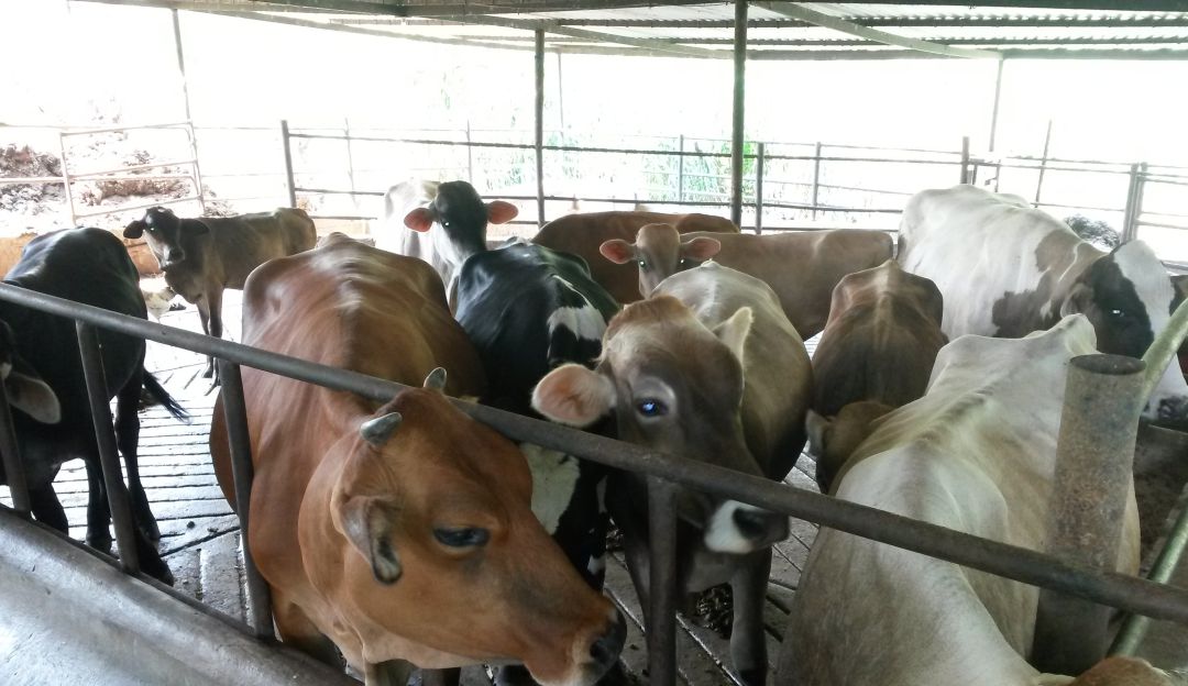 La producción lechera en el Huila durante 2019: El verano afectó la producción lechera en el Huila