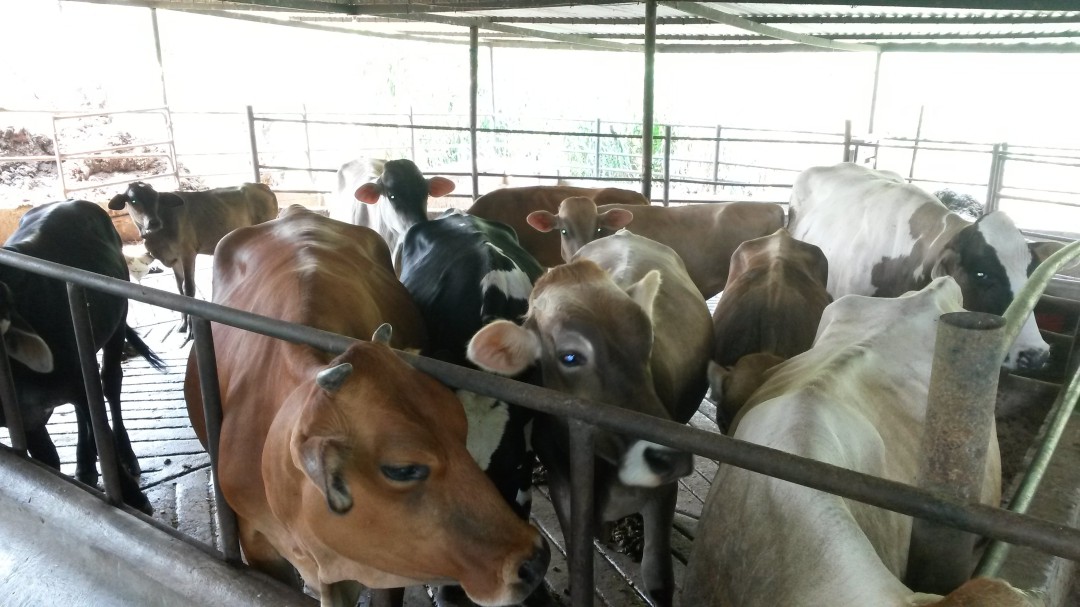 El verano afectó la producción lechera en el Huila