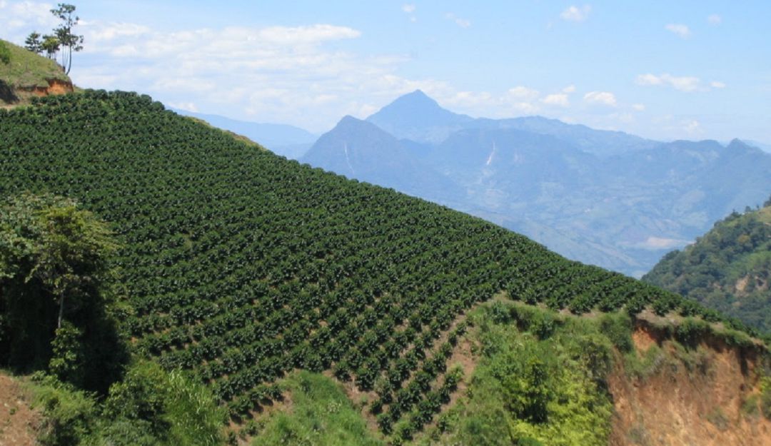 Andes: Comienzan a llegar a Andes 13 mil recolectores para el Plan Cosecha