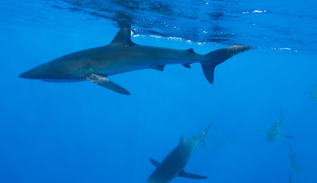 Aletas de tiburones: Presidente del Congreso se opone a comercio de aletas de tiburón