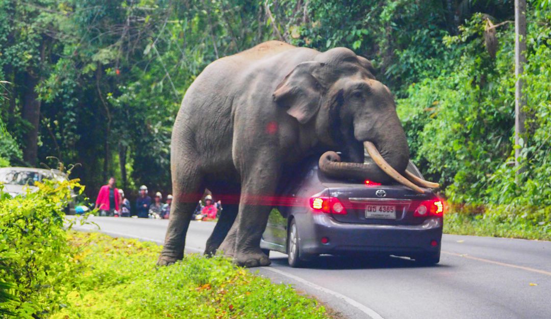Elefante aplasta carro: ¡Qué susto! Elefante detuvo carro a mitad de la vía