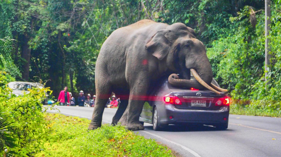 ¡Qué susto! Elefante detuvo carro a mitad de la vía