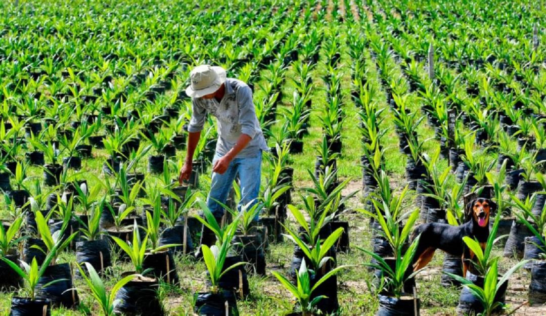 Liquidación de Indupalma: Indupalma anuncia liquidación voluntaria