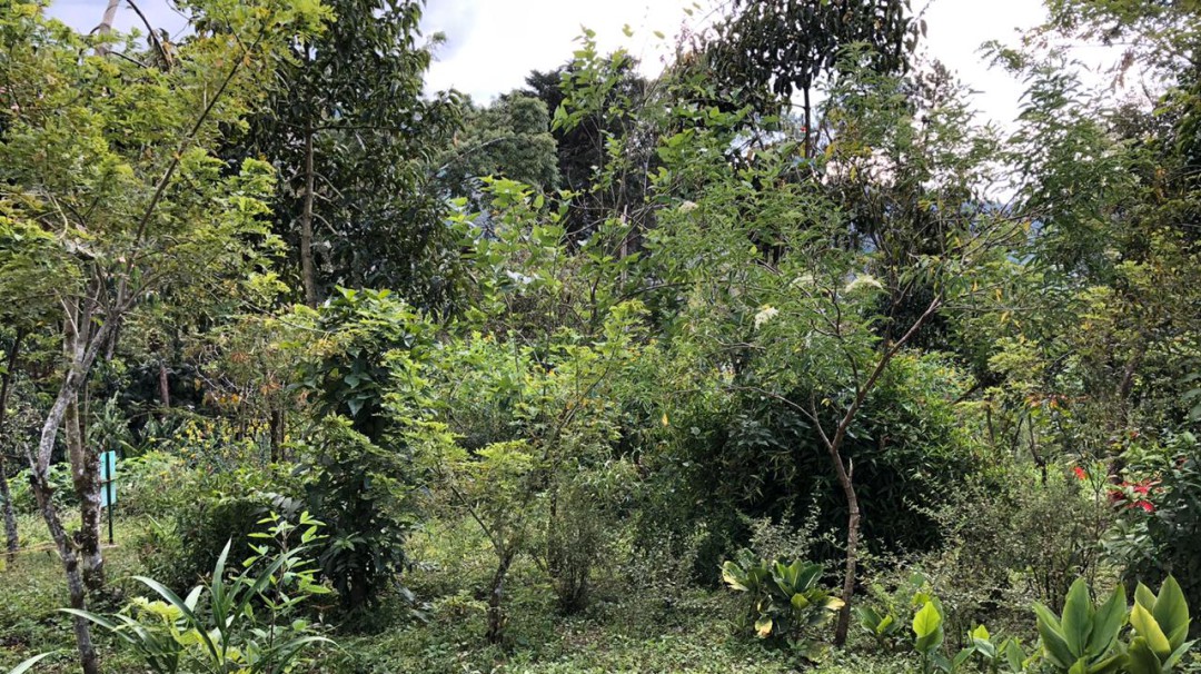 Banco genético de plantas aromáticas y medicinales desarrolla Unisarc