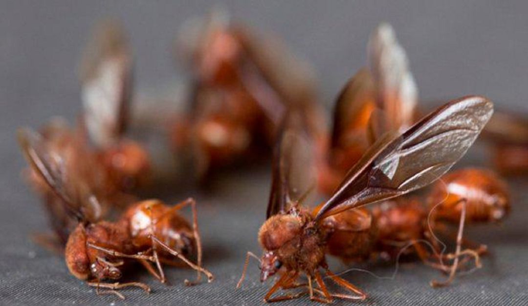 BUCARAMANGA INVESTIGACIÓN HORMIGA CULONA ENFERMEDADOS: Hormiga culona combatiría infecciones