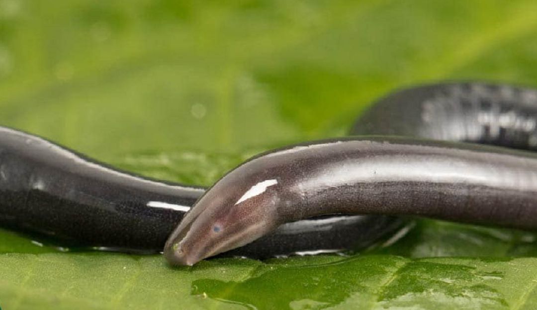 BUCARAMANGA ANFIBIO DESCUBIERTO COLOMBIA 50 AÑOS CULEBRA CIEGA: Descubren en Santander nueva especie de anfibio