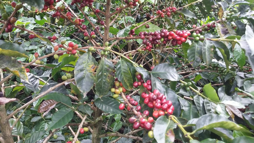 Preocupación de los cafeteros de Colombia por solicitud de la CAN