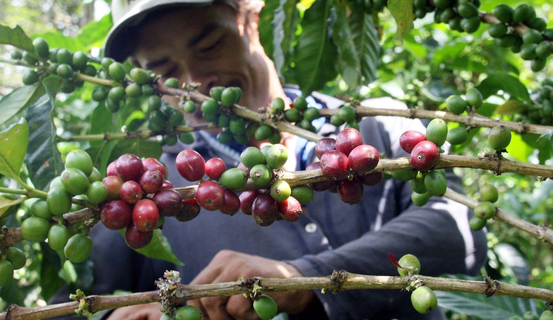 Importaciones de Café Colombia Economía: Colombia importa un millón de sacos de café anualmente: Fedecafé