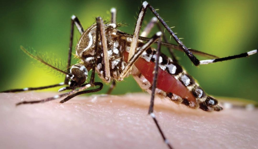 Casos de Dengue en Tolima Ibagué: Alerta por aumento de casos de dengue en Tolima