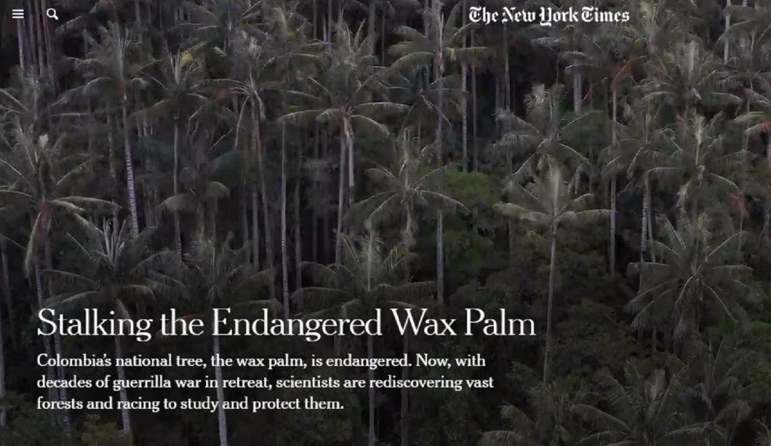 The New York Times apoya la conservación de la palma de cera en Colombia: The New York Times acompaña a protectores de la palma de cera en Colombia