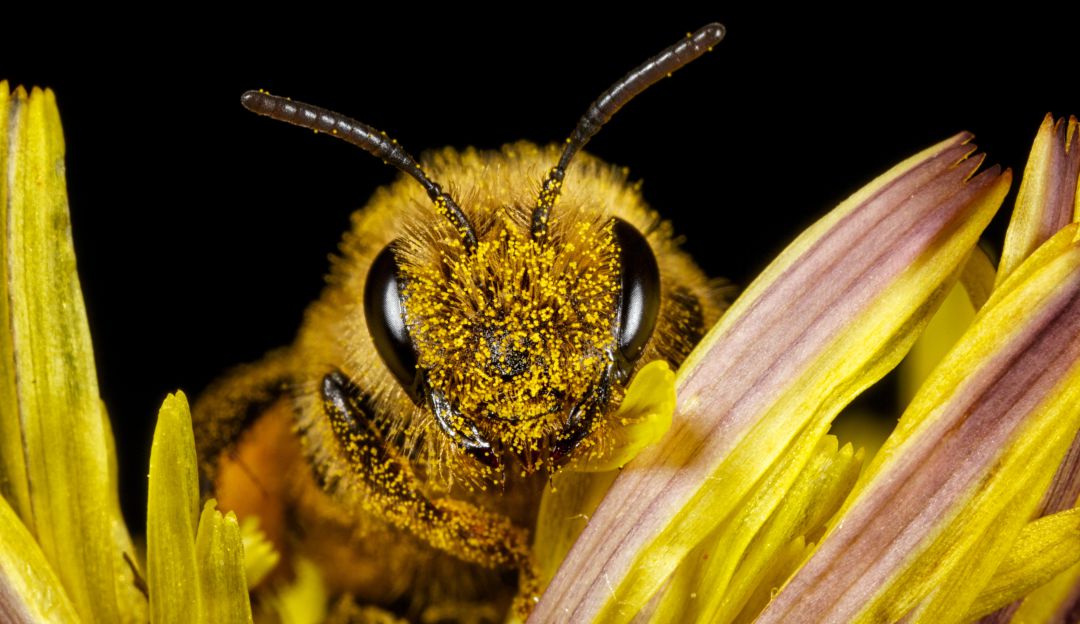 El Jardín Botanico busca proteger a las abejas: “Hoteles” cinco estrellas para abejas