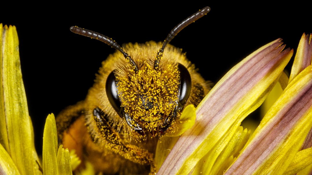 "Hoteles" cinco estrellas para abejas