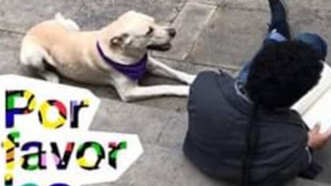 El único tour histórico por Bogotá que incluye a los perritos